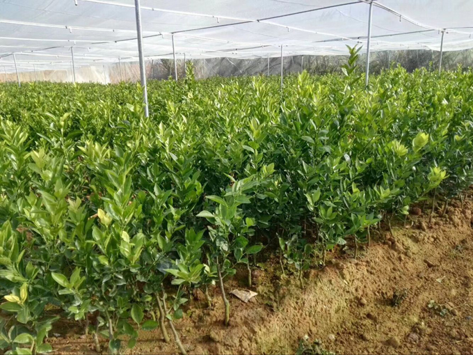 臍橙防蟲網(wǎng)取景景現(xiàn)場(chǎng)